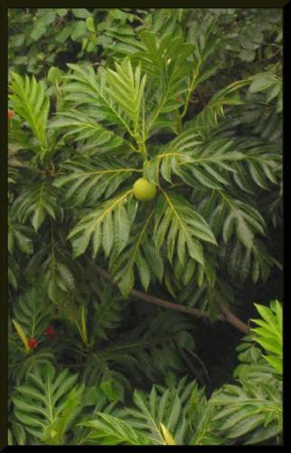 Hawai'ian Foliage, ripe breadfruit on the limb, the lovely symmetry of Momma Nature.  (c) 2004 DCoyote