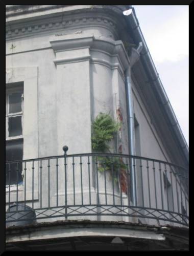 Plant growing out of building, The Quarter, New Orleans (c) 2004 DCoyote