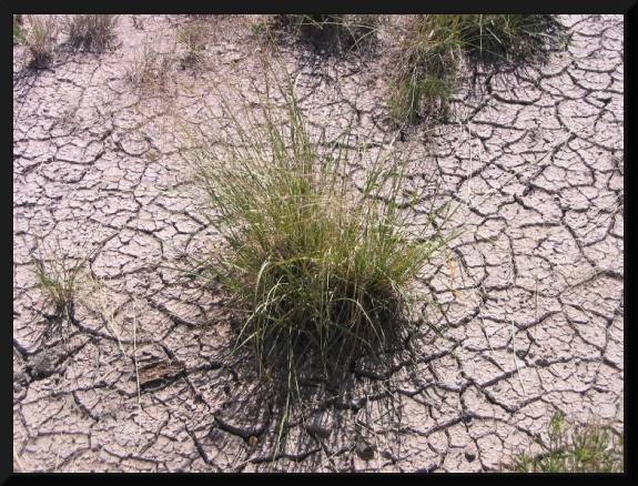 Grass and Dried Mud (c) 2005 David Coyote