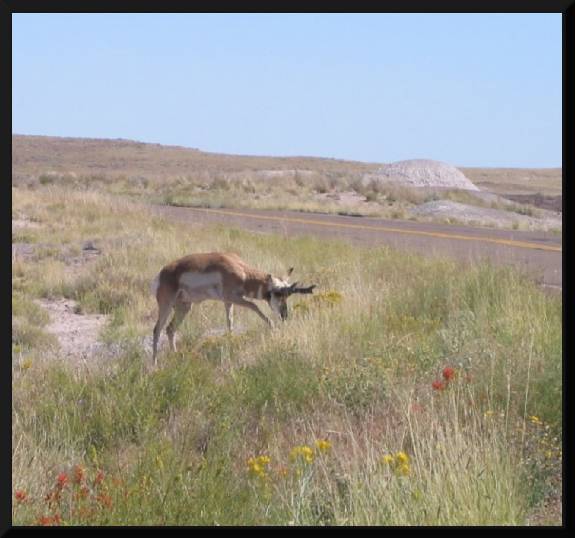 Elk Grazing, Painted Desert (c) 2005 David Coyote