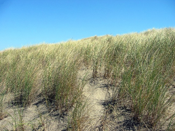 Dune Grasses on the Great Beach - Point Reyes © David Coyote