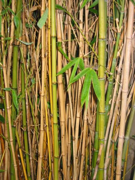 'Bamboo 1' © 2005 David Coyote