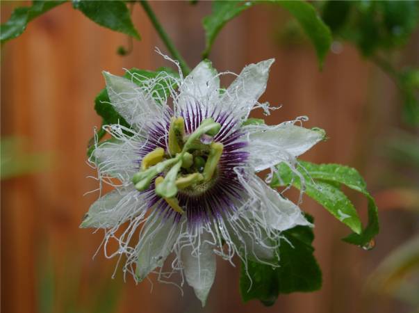 'Passion Flower' © 2007 David Coyote