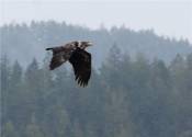 The Eagle Flies I © 2008 David Coyote