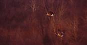 Canada Geese in Flight © 2006 Pieter Mayer