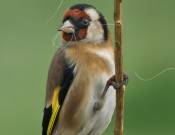 Goldfinch © 2012 Tom Saunders