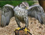 Merlin Spread-eagle © 2012 Tom Saunders