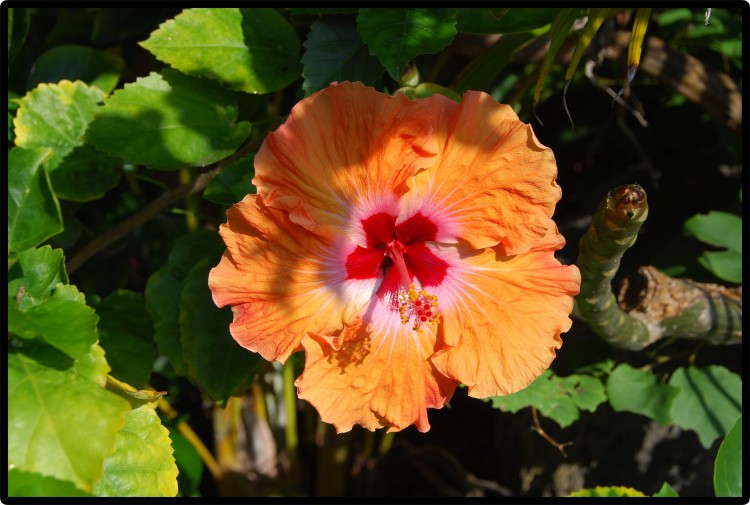 Hawai'i, Flower © 2011 David Coyote