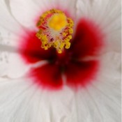 White Hibiscus © 2010 David Coyote
