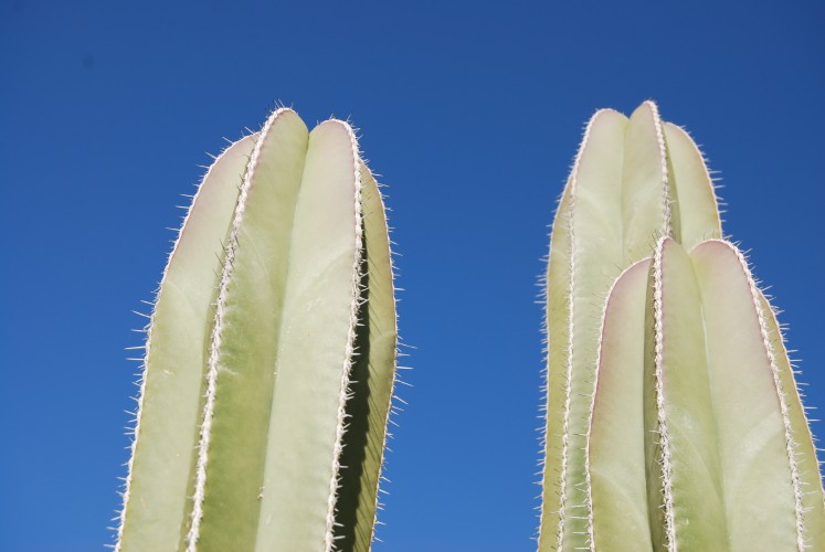 Capistrano Cactus © 2010 David Coyote