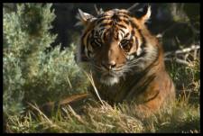 Tiger © 2015 David Coyote