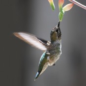 Ana's Hummingbird © 2010 David Coyote