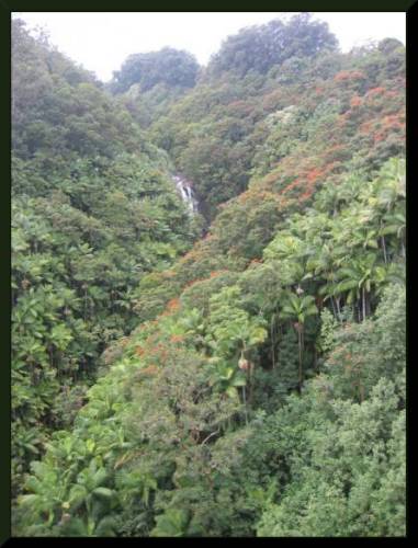 Stunning Hawai'ian Scene, Tropical Gorge  (c) 2004 DCoyote