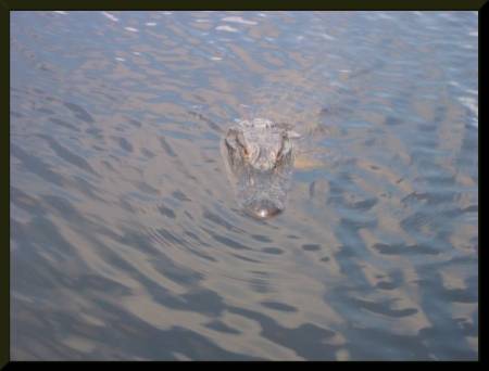 Alligator, Honey Island Swamp, New Orleans (c) 2004 DCoyote