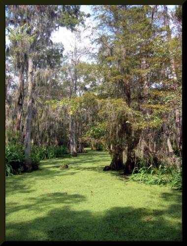Honey Island Swamp, New Orleans (c) 2004 DCoyote