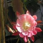 'Pink Flower Bloom' (c) 2005 David Coyote