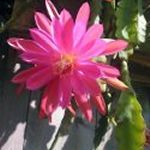 'Deep Pink Flower Bloom' (c) 2005 David Coyote