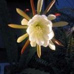 'Creamy White Flower Bloom' (c) 2005 David Coyote