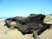 'Burnt Driftwood, North Beach Point Reyes' (c) 2005 David Coyote