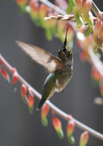 Hummingbird © 2010 David Coyote