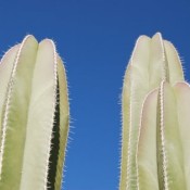 Capistrano Cactus © 2010 David Coyote