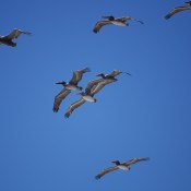 Seven Pelicans © 2010 David Coyote